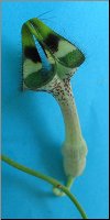 Ceropegia nilotica